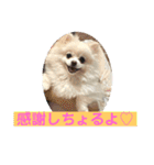 山口弁ポメラニアン（個別スタンプ：2）