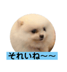 山口弁ポメラニアン（個別スタンプ：3）