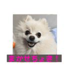山口弁ポメラニアン（個別スタンプ：4）