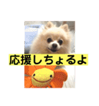 山口弁ポメラニアン（個別スタンプ：5）