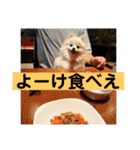 山口弁ポメラニアン（個別スタンプ：6）