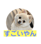 山口弁ポメラニアン（個別スタンプ：7）
