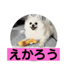 山口弁ポメラニアン（個別スタンプ：8）