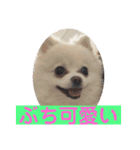 山口弁ポメラニアン（個別スタンプ：9）
