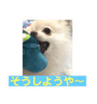山口弁ポメラニアン（個別スタンプ：10）