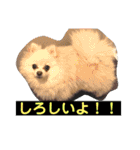 山口弁ポメラニアン（個別スタンプ：11）