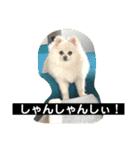 山口弁ポメラニアン（個別スタンプ：12）