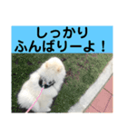 山口弁ポメラニアン（個別スタンプ：15）