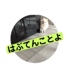 山口弁ポメラニアン（個別スタンプ：16）