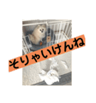 山口弁ポメラニアン（個別スタンプ：17）