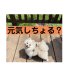 山口弁ポメラニアン（個別スタンプ：18）