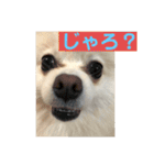 山口弁ポメラニアン（個別スタンプ：19）