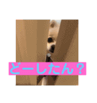 山口弁ポメラニアン（個別スタンプ：20）