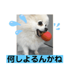 山口弁ポメラニアン（個別スタンプ：21）