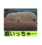 山口弁ポメラニアン（個別スタンプ：22）
