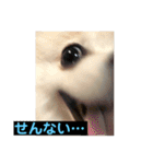 山口弁ポメラニアン（個別スタンプ：23）