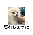 山口弁ポメラニアン（個別スタンプ：24）