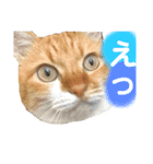 アイドル茶太郎①（個別スタンプ：1）