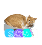アイドル茶太郎①（個別スタンプ：4）