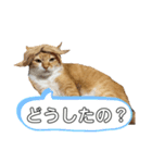 アイドル茶太郎①（個別スタンプ：6）