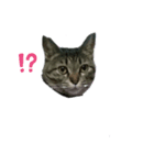 ゆずにゃん5（個別スタンプ：4）
