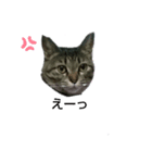 ゆずにゃん5（個別スタンプ：5）