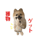 ラニアンです。2（個別スタンプ：10）