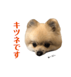 ラニアンです。2（個別スタンプ：11）