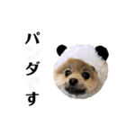 ラニアンです。2（個別スタンプ：12）