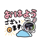 シュナウザーのシュヮちん（個別スタンプ：1）