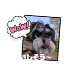 シュナウザーのシュヮちん（個別スタンプ：9）