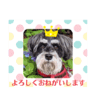 シュナウザーのシュヮちん（個別スタンプ：12）