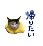 ぐみめるすたんぷ！（個別スタンプ：4）