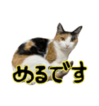 ぐみめるすたんぷ！（個別スタンプ：13）