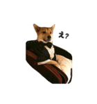 柴犬雑種犬おさむ（個別スタンプ：1）