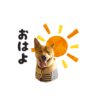 柴犬雑種犬おさむ（個別スタンプ：2）