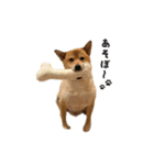 柴犬雑種犬おさむ（個別スタンプ：3）