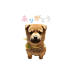 柴犬雑種犬おさむ（個別スタンプ：4）