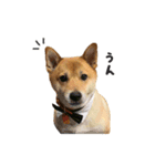柴犬雑種犬おさむ（個別スタンプ：5）