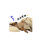 柴犬雑種犬おさむ（個別スタンプ：6）