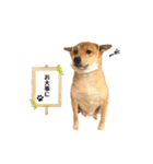 柴犬雑種犬おさむ（個別スタンプ：7）