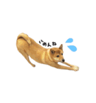柴犬雑種犬おさむ（個別スタンプ：8）