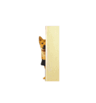 柴犬雑種犬おさむ（個別スタンプ：9）