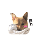 柴犬雑種犬おさむ（個別スタンプ：10）