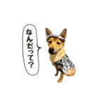 柴犬雑種犬おさむ（個別スタンプ：12）