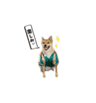 柴犬雑種犬おさむ（個別スタンプ：14）