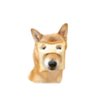 柴犬雑種犬おさむ（個別スタンプ：15）