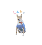 柴犬雑種犬おさむ（個別スタンプ：16）