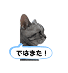 ねこ目線 New（個別スタンプ：1）