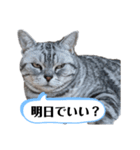 ねこ目線 New（個別スタンプ：3）